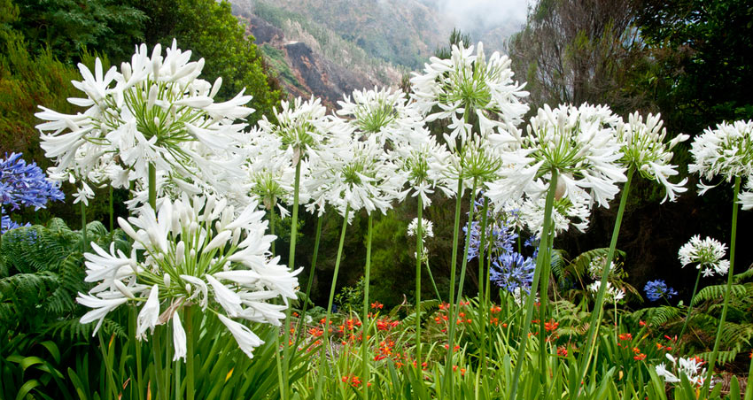 Flowers of Madeira, Portugal