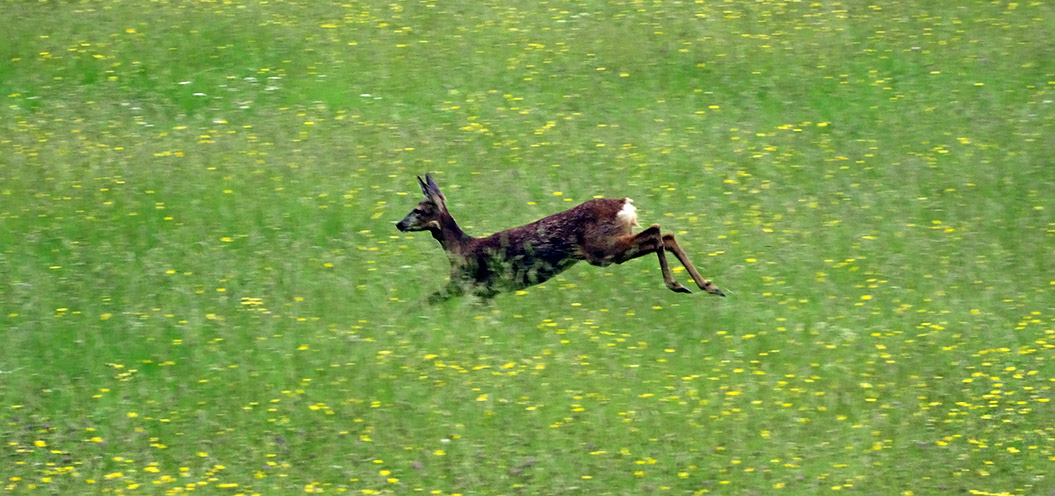 Deer on Wainwright's Coast to Coast