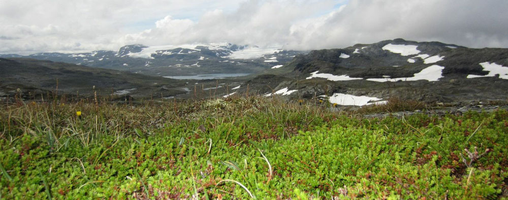 Moss above the Hardanger Glacier on Fjordland walking holiday in Norway