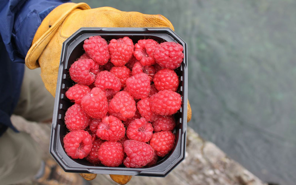 Norwegian Rasberries near Flam on Fjordland walking holiday in Norway