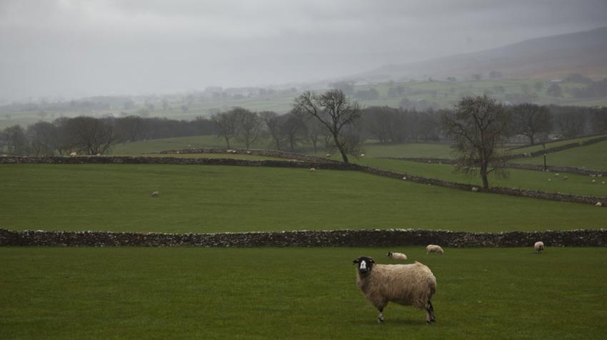 Locals past the tarn on Coast to Coast Walk