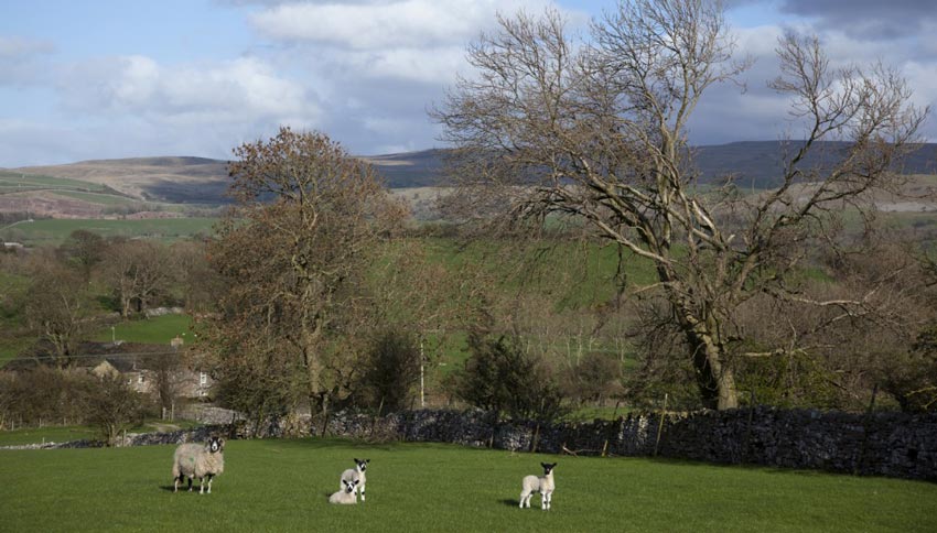 Farmland on Coast to Coast Walk