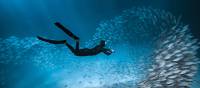 Marine life in abundance on Palau's coral reefs | Josh Burkinshaw
