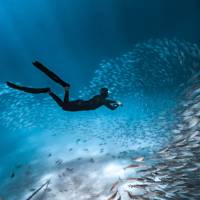 Marine life in abundance on Palau's coral reefs | Josh Burkinshaw