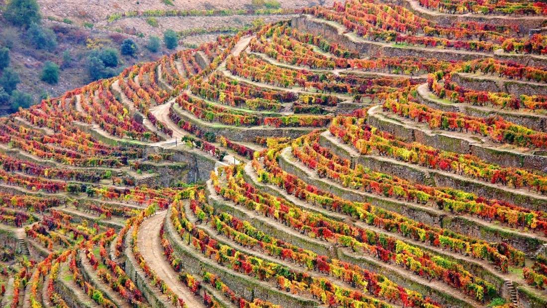Douro Valley's terraced vineyards in autumn