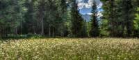 Alpine meadows, Gran Paradiso National Park | Camera-man