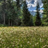 Alpine meadows, Gran Paradiso National Park | Camera-man