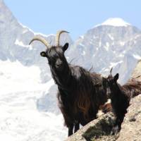 Best Climber in Zermatt, Switzerland | Jonathan Dixon