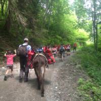 Family group hiking with donkeys around Mont Blanc | Kate Baker