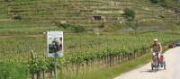 Cycling with trailer in the Wachau Valley, Austria | Kate Baker