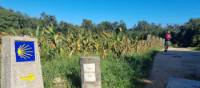 Following the trail signs on the Portuguese Camino | John Parker