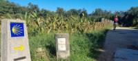 Following the trail signs on the Portuguese Camino | John Parker
