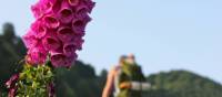 Crossing the French Spanish border on the Compostela Trail, Pyrenees | Helen Denman