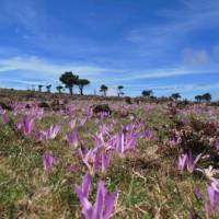 Crocuses on Camino | Andreas Holland