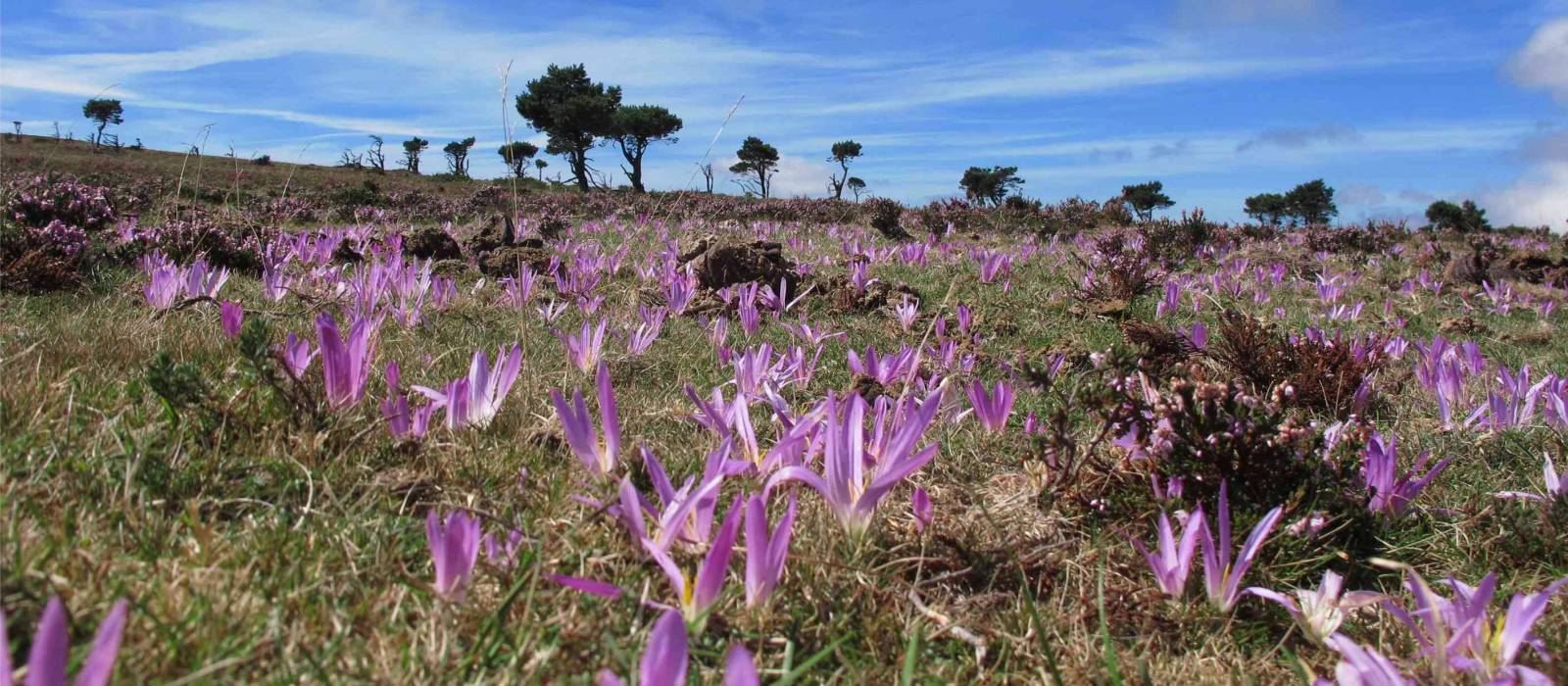 Crocuses on Camino | Andreas Holland
