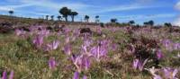 Crocuses on Camino | Andreas Holland