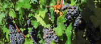 Grapes on vines in the Rioja wine region, Spain | Andreas Holland