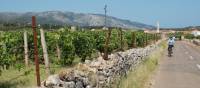 Cycling between Stari Grad and Jelsa on the island of Hvar, Croatia | Ross Baker