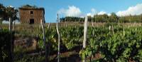 Vineyard in Istria