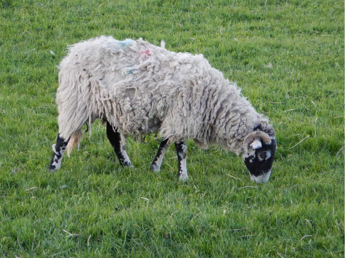 There is no shortage of woolly sheep in England! |  Peter Wells