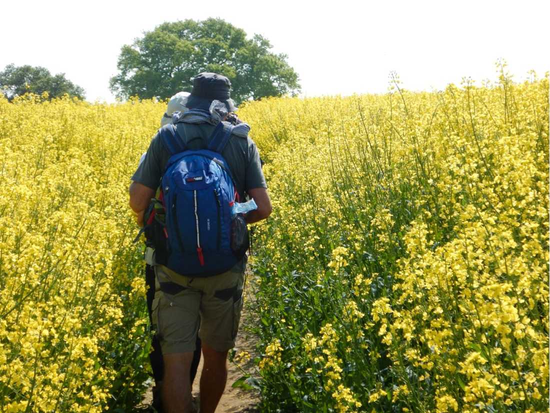 Walking through a canola field |  Peter Wells