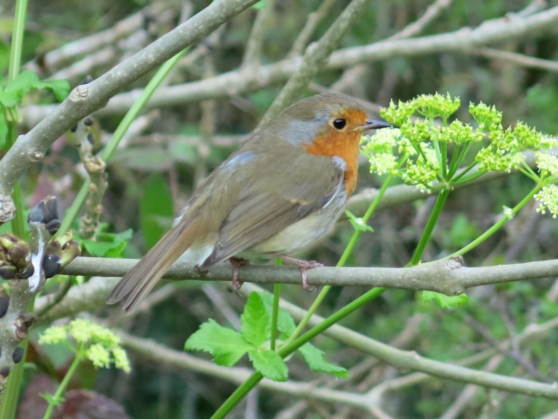 South West Coast Path walk reveals a robin perched among spring branches |  Peter Wells