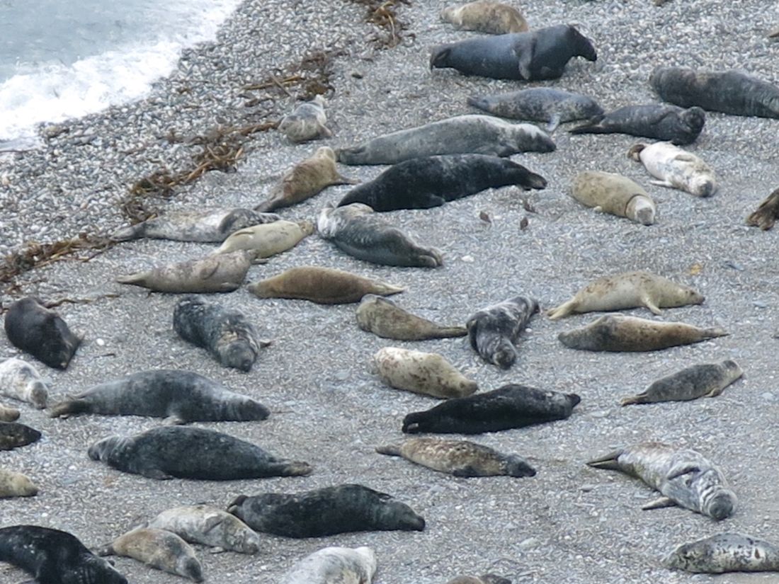 South West Coast Path walk, seals resting along a pebble beach, England |  Peter Wells