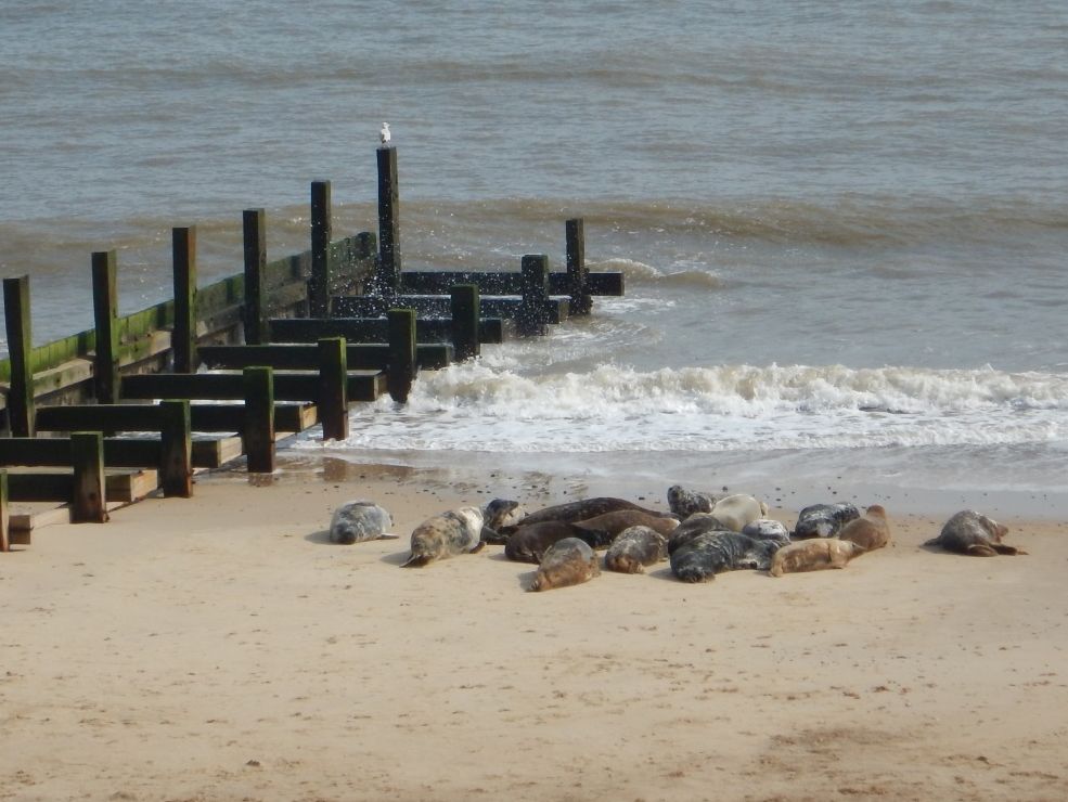 Norfolk Coast Path walk passes seals resting on a beach beside a wooden groyne |  Peter Wells