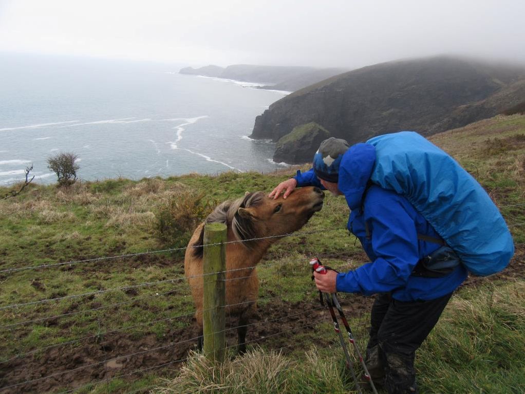 South West Coast Path walker pats a pony beside a fence above the sea, England |  Peter Wells