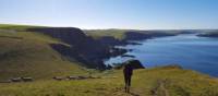 Walking with sheep on the South West Coast Path in Cornwall