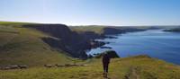 Walking with sheep on the South West Coast Path in Cornwall