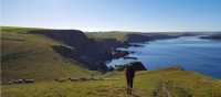 Walking with sheep on the South West Coast Path in Cornwall