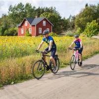 Cyclists enjoying the sunflowers as they cycle in the Turku Archipelago