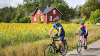 Cyclists enjoying the sunflowers as they cycle in the Turku Archipelago