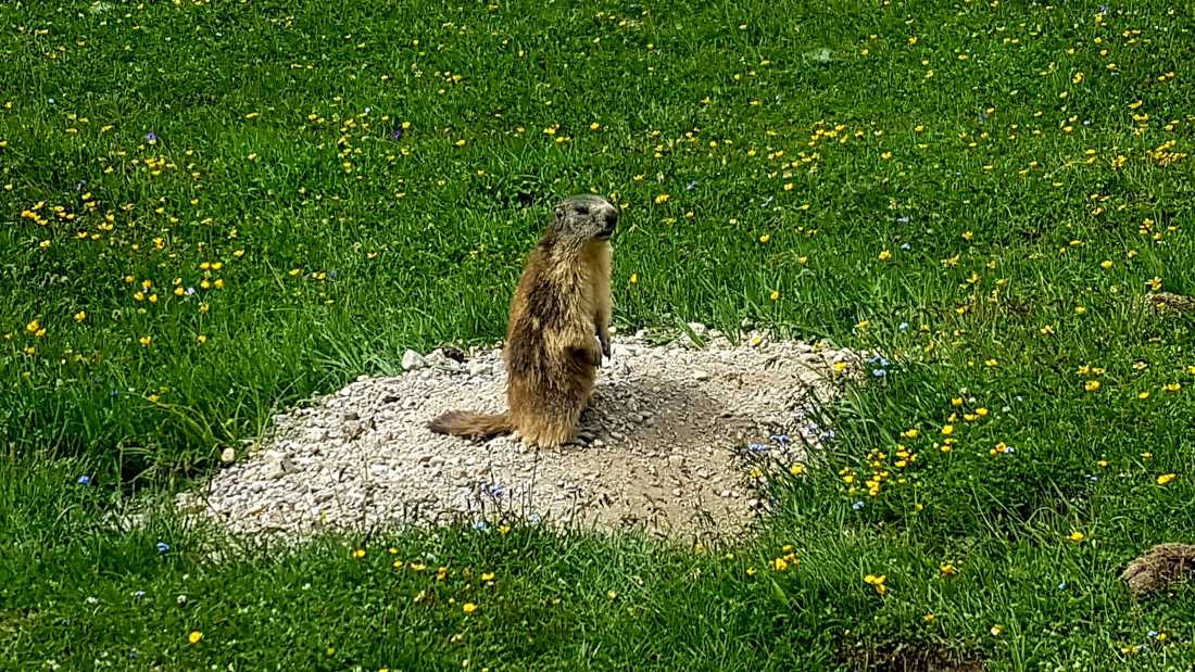 A cheeky marmot found along the GR5 trail in France |  Vincent Lamy