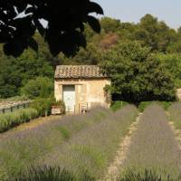 The garden Van Gogh looked out on from the psychiatric home near St Remy de Provence | Rob Allsop