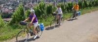 Cycling in Alsace