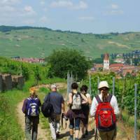 Walking the wine trails in Alsace