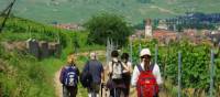 Walking the wine trails in Alsace