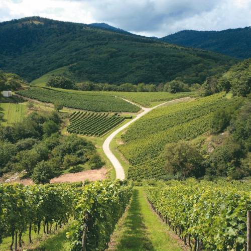 Calendrier Trail Alsace 2023 Alsace Vineyard Walking Tour | Vosges Mountains Hiking Holiday