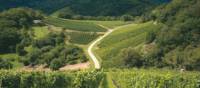 Vineyard in the Vosges Mountains, Alsace region