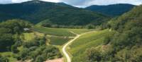 Vineyard in the Vosges Mountains, Alsace region