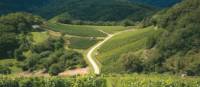 Vineyard in the Vosges Mountains, Alsace region