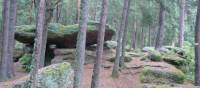 Alsace forest scenery, France | Nick Kostos