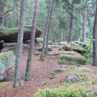 Alsace forest scenery, France | Nick Kostos