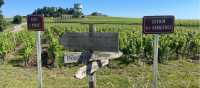 Highlights from walking among the vineyards of Bordeaux | Tali Emdin