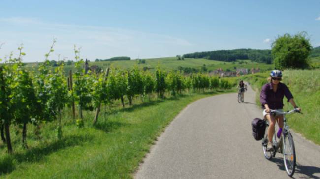 Cycling past vineyards in the Alsace region of France