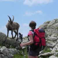 Animal encounters on the Tour du Mont Blanc | Ray Wilkinson