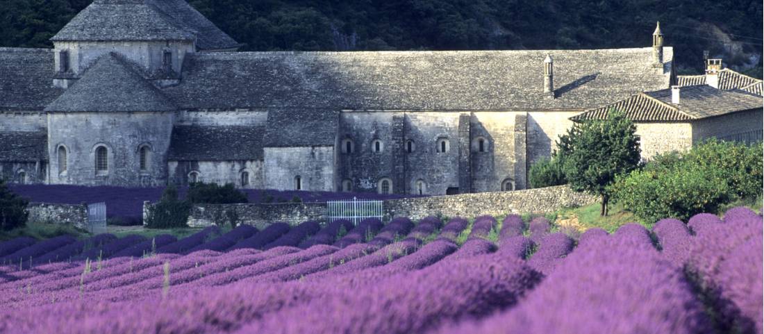 Lavender fields by a Cistercian abbey in Provence |  <i>Emmanuel Valentin</i>