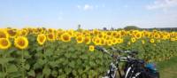 Loire Valley sunflowers near Blois | Mary-Cate Pickett